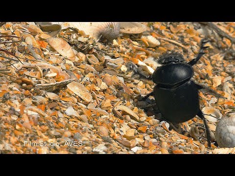 Жук-скарабей (Scarabaeus sacer) - Scarab Beetle | Film Studio Aves
