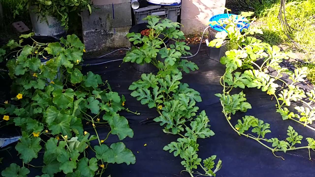 Dwc hydroponic watermelon,cantaloupe, squash ep 33 - YouTube