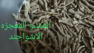 الاشواجندا   عشبه معجزه ومفيده جدا لجسم الانسان