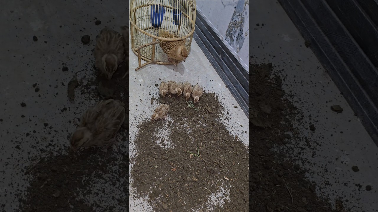 Cute chicks Feeding Termites 😋 | 