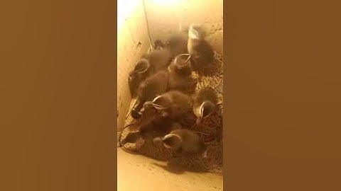 #shorts Anak Burung belibis siap dj ternak dan jjnak2