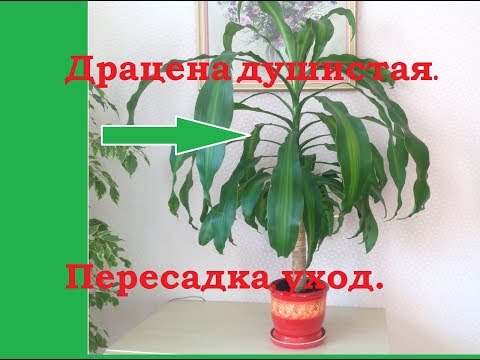 Video: Dracaena, Soort En Binnenteelt