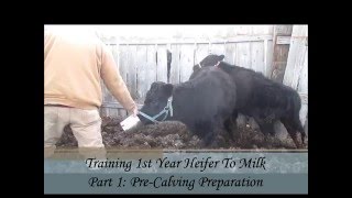 Training a 1st Year Heifer To Milk - Part One: Pre-Calving Practice