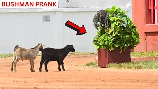 GOATS WANNA EAT BUSHMAN! Hilarious Bushman Prank, 2024.