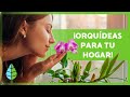 +10 TIPOS de ORQUÍDEAS 🌸 (Nombres y Características)