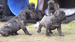 Dogo Canario Welpen aus Chika & Ossi 4 Wochen alt beim ersten Ausflug.