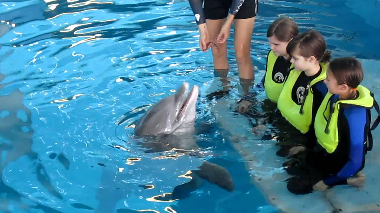 Trinity in the water with Panama at Clearwater Marine Aquarium YouTube