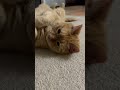 Cat Funnycats Pets Cute Catlovers Cat Funnycats Pets Cute Catlovers