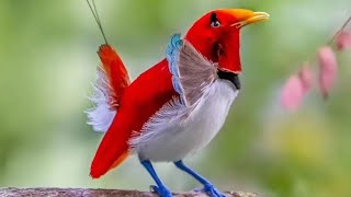 video Birds Of The World 4K - Scenic Wildlife Film With Calming Music !! #nature #birds #beautiful by YouTube bar King Hira Chauhan  976 views 2 weeks ago 2 minutes, 6 seconds