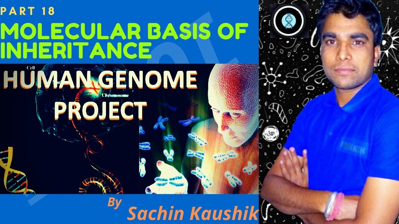 Class 12th ll molecular basis of inheritance part 18 youtube