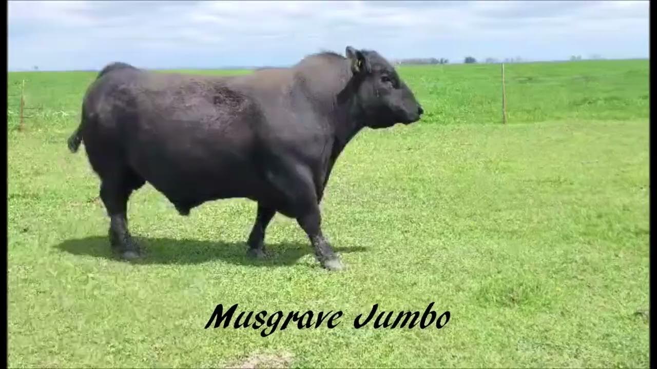 Musgrave Jumbo YouTube
