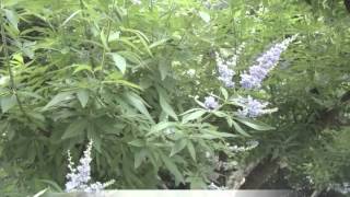 Vitex Agnus-Castus Chaste Tree