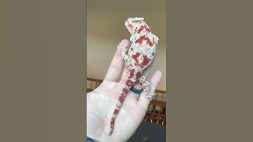 Thank You! #gargoylegecko #reptiles #geckolife #crestedgeckos