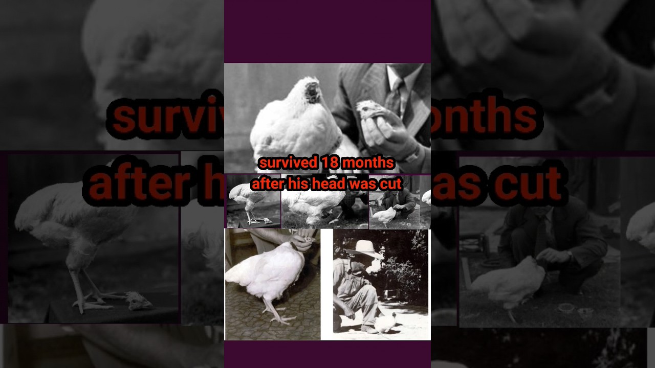 Incredible Rooster Resilience || Meet Mike, the Headless Survivor! 🐔👀