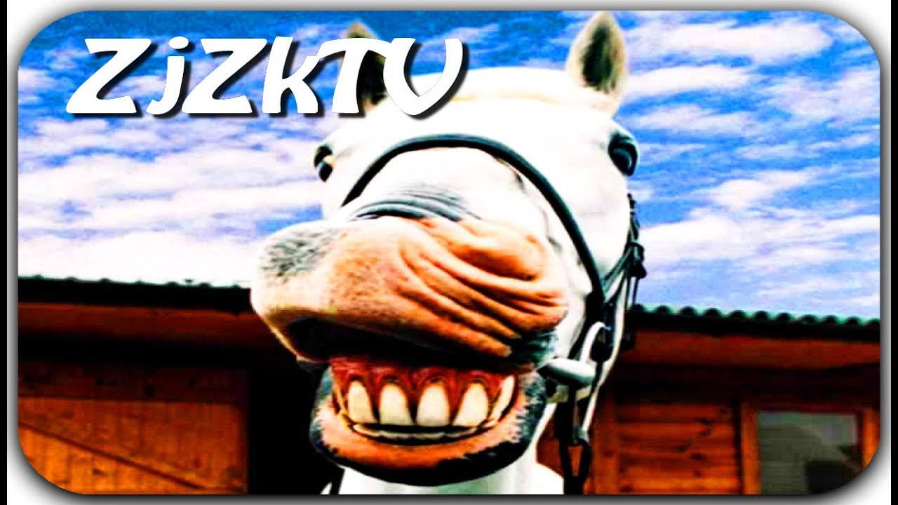 Приколы с животными №95. Fun with animals #95