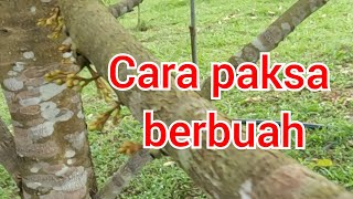 Cara paksa pokok durian berbuah