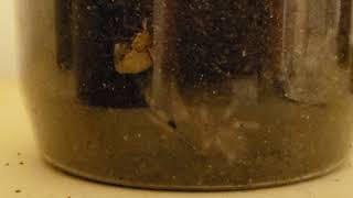 Tarantula Sling Feeding