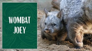 Wombat Joey at Taronga Zoo Sydney