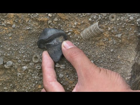 GLOBALink | 290-million-year-old