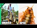 EXOTIC Catch and Cook Around the World!! Top 8 Terrifying HUNTS Caught On Camera!!!
