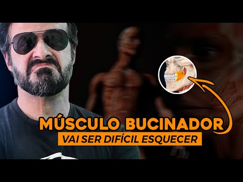 Vídeo: Qual é a função do músculo bucinador?