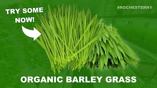 Organic Barley Grass In Rochester NY by Rochester Microgreens 49 views 7 months ago 22 seconds