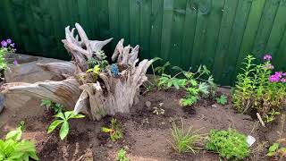 Soft planting in Leicester- Creating a colourful garden screenshot 4