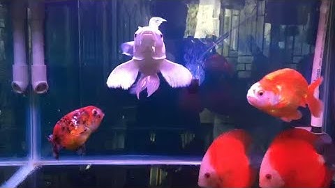 Hồ Cá Chép Sư Tử + Ranchu + Cá Dĩa Đẹp - Bộ Lọc Đơn Giản Nước Siêu Trong.Hồ Anh Lộc Ở Quận 6.