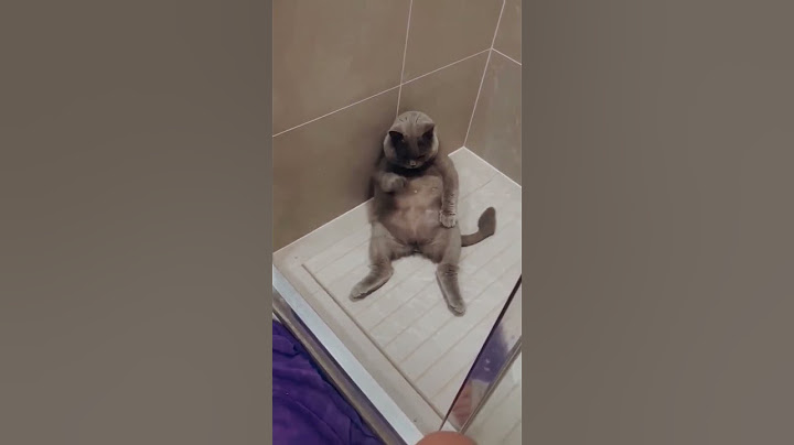 Ас-саляму алейкум #кот
