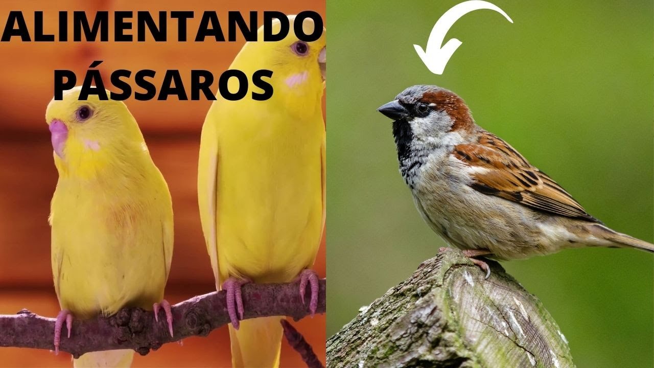 Bem Te Vi é Um Pardal - RETOEDU
