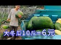 【胖嫂show】老伴抱着的这个大冬瓜，得有10斤，胖嫂卖6毛，6元10斤，实惠吧？