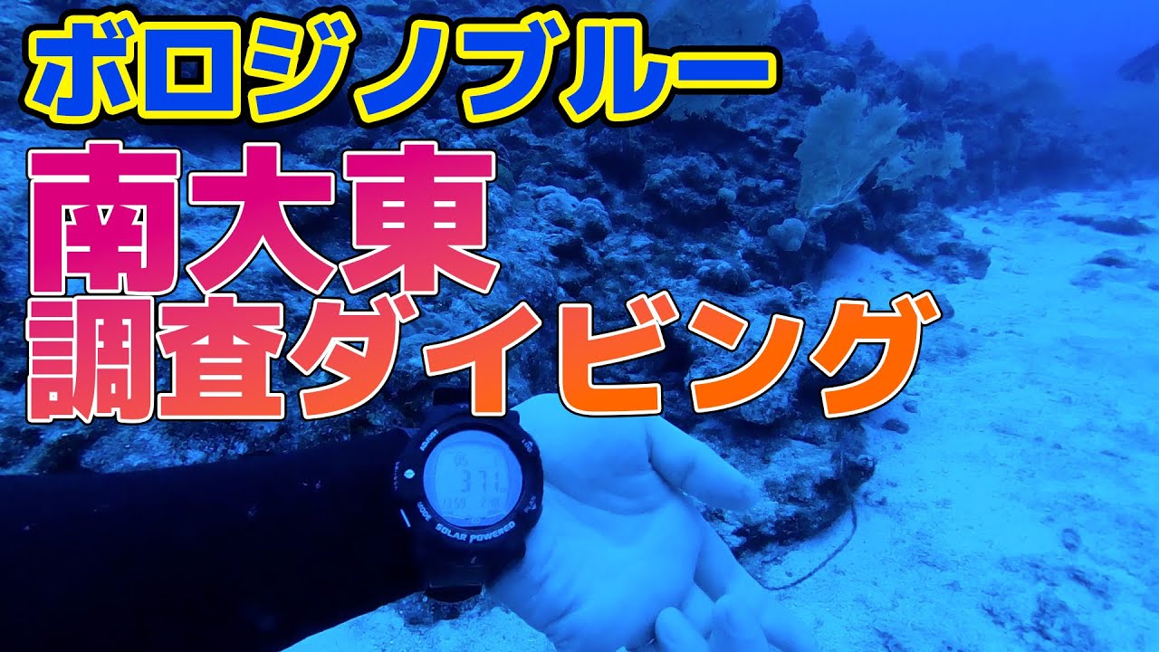 【ボロジノブルー】南大東で調査ダイビング