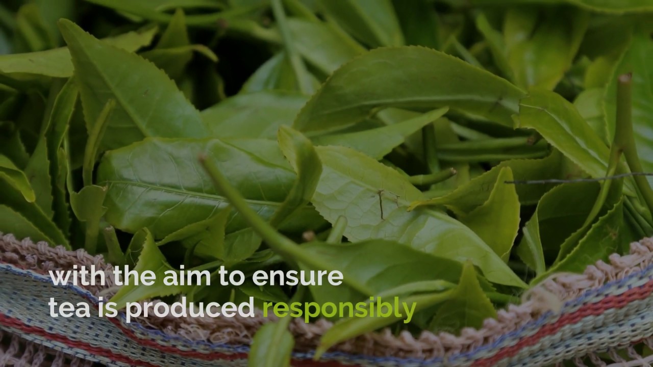 Towards a more sustainable tea sector