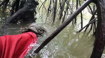 Rái cá phụ tiên cá Tiun xử lý rác thải nhựa trong rừng đước