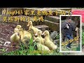 Vlog043 王刚市场买来小黄鸭喂养，圈里浑身泥巴的麻鸭被四伯忍痛下锅 Buy some ducklings