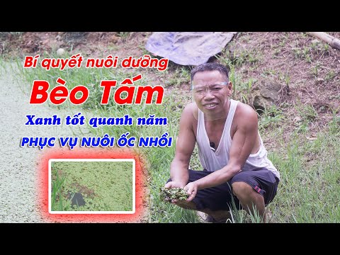 Video: Kiểm soát Bèo tấm: Cách Thoát khỏi Bèo tấm