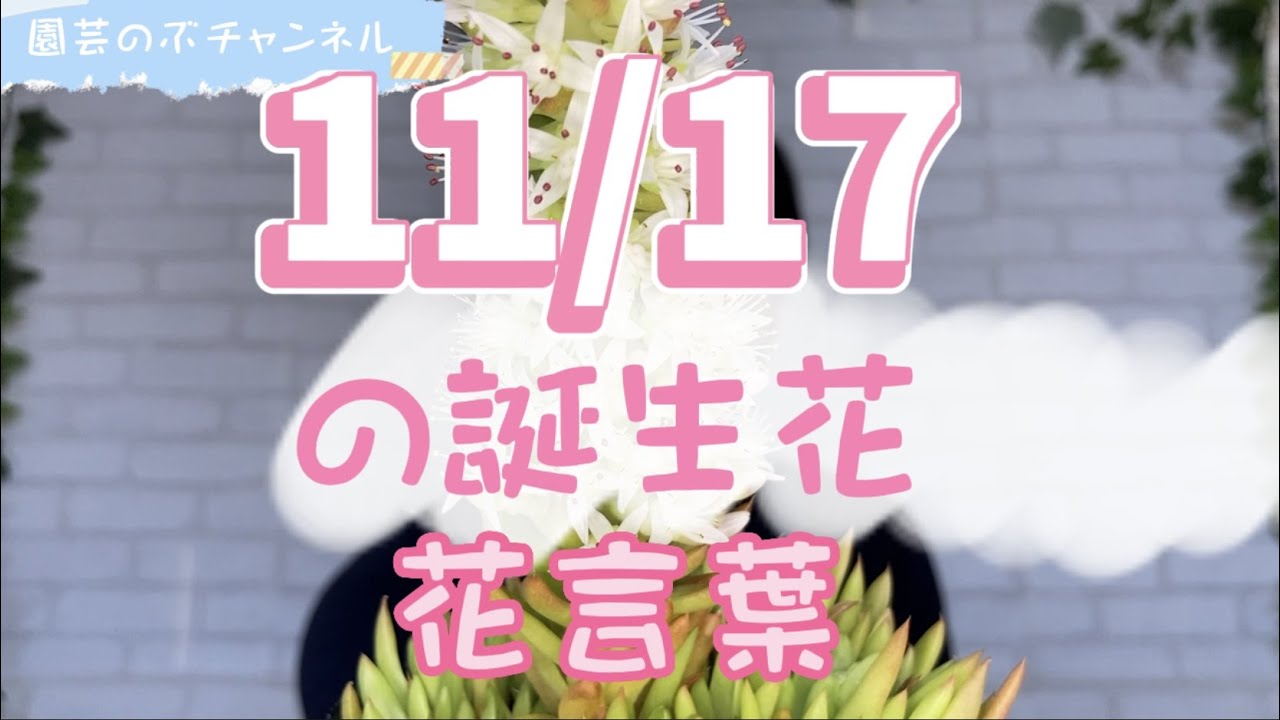 Birth Flower and Flower Meaning for 11/17 【Nobu Gardening Channel