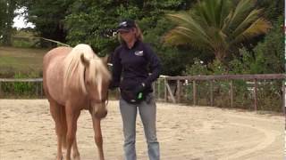 Clicker Training - Head Down