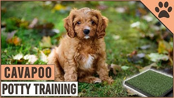 How To Potty Train A Cavapoo Puppy | Dog World