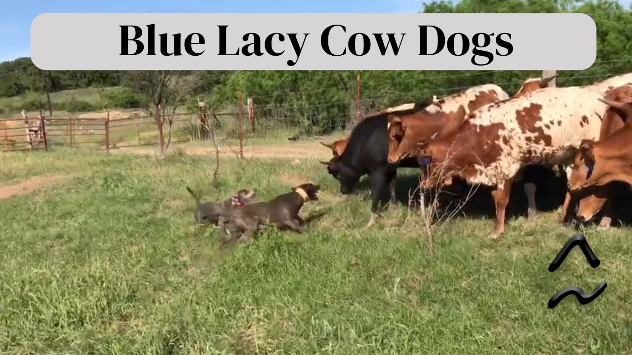 How to Work Cattle with Dogs | Lacys and Longhorns