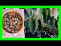How To Grow Taro At Home Growing Taro Root And Leaves In A Pot 