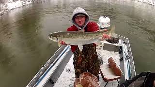 Steelhead VS Baby Bass