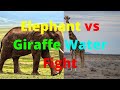 Elephant Vs Giraffe Water Fight