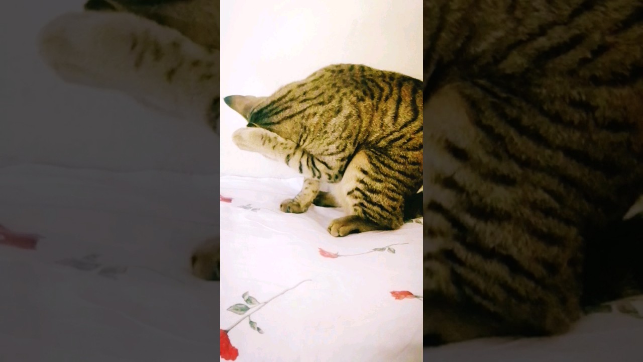 cute cat videos | cat lovers #shorts #cat #StrayCatLove