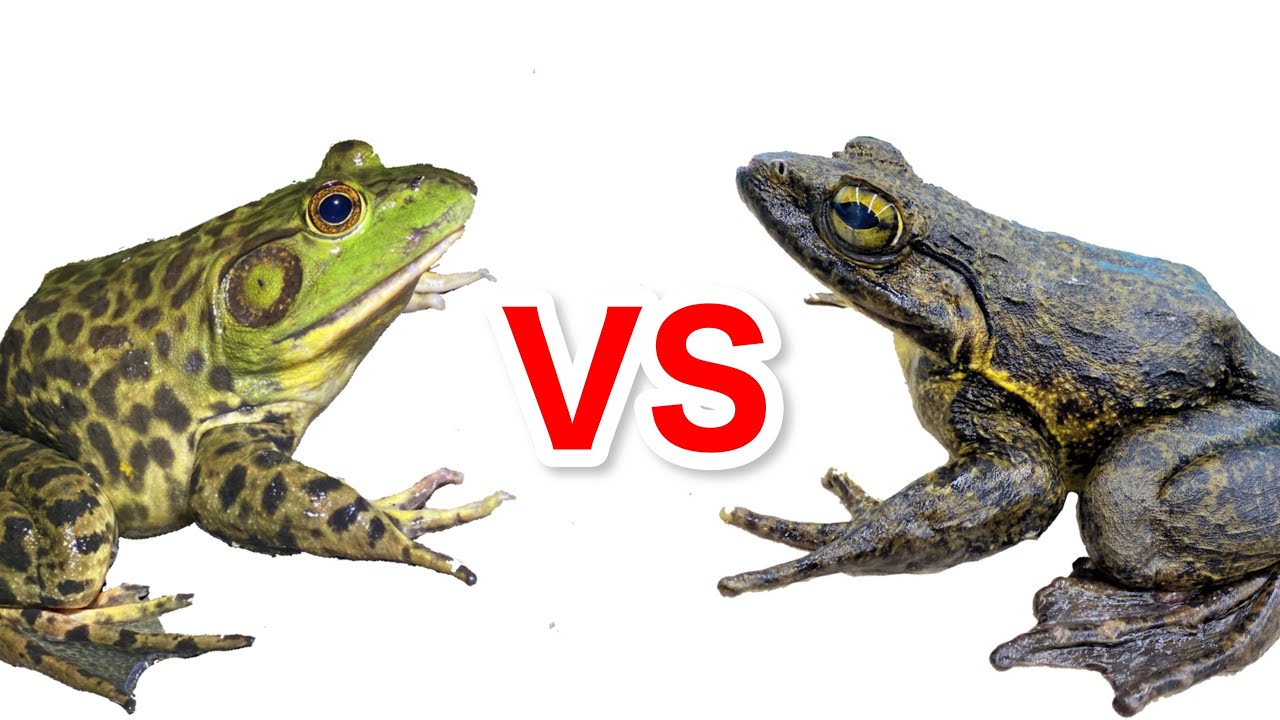 ウシガエルvsゴライアスガエル Youtube