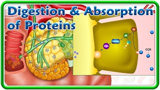 Digestion & Absorption Of Proteins (Animation) : USMLE Step 1