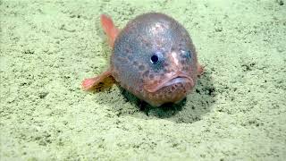 The Cutest Anglerfish