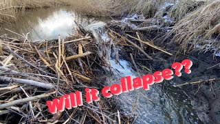Beaver dam removal || COLLAPSE ?