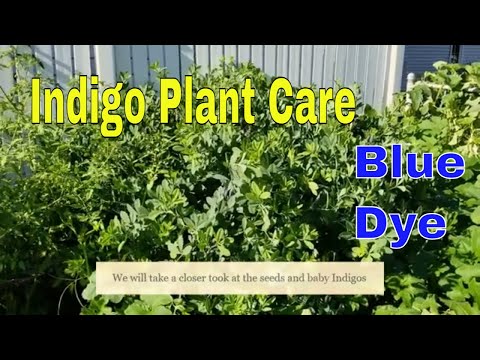 Video: Indigoväxtvård: Lär dig hur du odlar indigoväxter hemma