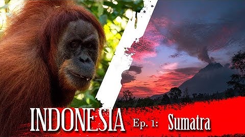 WILD ORANGUTANS and ACTIVE VOLCANOES in Sumatra | Indonesia Travel Video